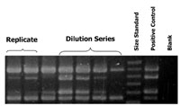 TThe polymerase chain reaction (PCR) is one of several types of DNA-based methods used to detect genes (white bands in this picture) in bacteria