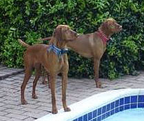 two brown dogs standing near pool