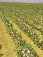 Cotton crop