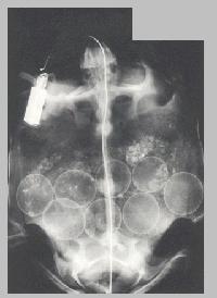 X-ray of desert tortoise
