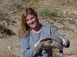 Kathie Meyer holds a desert tortoise at the study site 
near Palm Springs. Females at this site produced as many as three clutches per year.