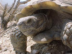 Adult male desert tortoises, like this one near Palm Springs, 
are slightly larger than females. Males compete vigorously with each other for 
opportunities to mate.