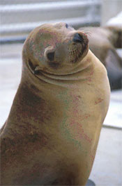 A California sea lion being rehabilitated at The Marine Mammal Center,  Sausalito, CA, after being found stranded on the beach suffering from domoic acid toxicity (The Marine Mammal Center)