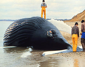 Past Humpback whale mortalities have been attributed to HAB toxins transferred through the food web (National HAB Office).
