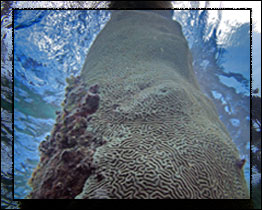 [Photo of coral near SEAKEYS Molasses Reef Station.]
