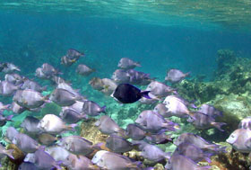 photo of coral reef ecosystem