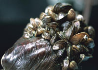 zebra mussels