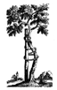 American Academy of Orthopaedic Surgeons tree logo