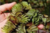 Giant Salvinia