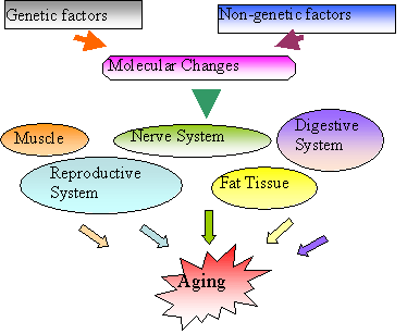 Figure 1-Influence of Aging at the Tissue Level