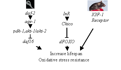Figure 2-Conserved Insulin/IGF Signaling Pathway and Lifespan