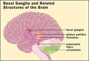 basal ganglia and related structures of the brain