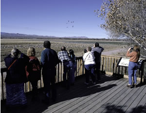 Birders at Bosque del Apache National Wildlife Refuge