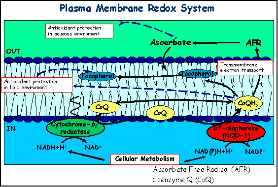 Plasma Membrane Redox System