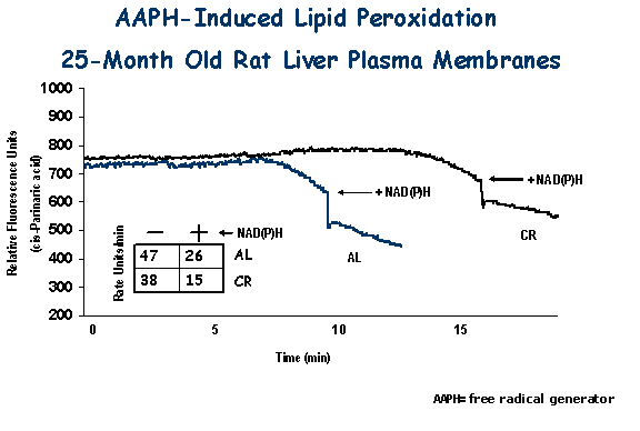 AAPH-Induced Lipid Peroxidation: 25-Month Old Rat Liver Plasma Membranes
