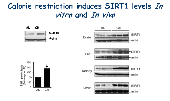 Calorie Restriction Induces SIRT1 Levels In vitro and In vivo