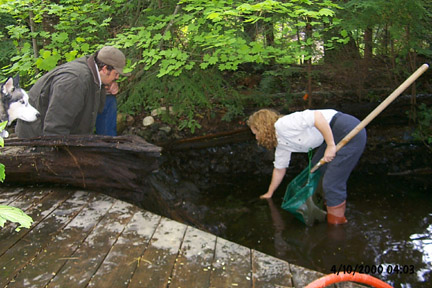 dr mary baker lays restored fish into water