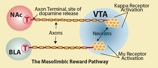 Mapping Neuronal Circuitry - graphic