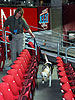 ATF canine at Super Bowl XLII