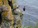 Two puffins and a cormorant perch on the cliffs of St. Paul Island, above the Bering Sea.