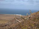 Reindeer antlers sit on a tundra hill, with blue skies and the Bering Sea in the background