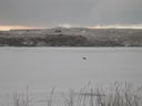 An arctic fox walks across the ice and snow covered Salt Lagoon on a cloudy day