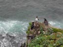 5 Least Auklets perch on a rocky outcrop above the Bering Sea