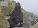 A large male fur seal looks at the photographer while barking.  His large canine teeth are clearly visible!