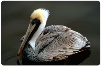 The brown pelican is known for its fishing displays, plunging headlong from the air into the water and rising with a mouthful of fish. In the same dramatic fashion, the pelican has pulled off an amazing recovery after a steep plunge toward extinction,” said Secretary Kempthorne at a press conference on Friday.