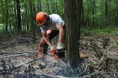 Logger using chain saw