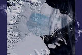 The next image is from 5 March, with thousands of sliver icebergs and a large light
blue area of very finely divided bergy bits where the shelf formerly lay. Brownish streaks within the
floating chunks mark areas where rocks and morainal debris are exposed from the former underside and
interior of the shelf. 