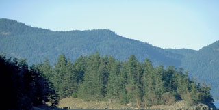 Forested mountains