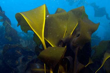 Golden V Kelp