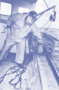 Figure 1. Lobsterman hauling a single lobster trap.
