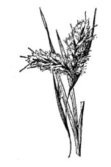 Line Drawing of Andropogon capillipes Nash