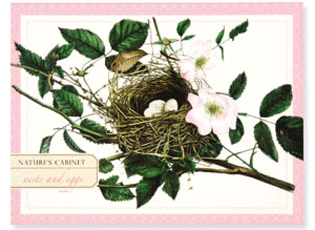 Nature's Cabinet Nests and Eggs Note Cards