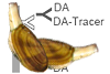 detail from the Domoic Acid Test Kit User Guide & razor clams