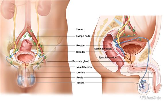 Anatomy of the  male reproductive and urinary systems; drawing shows front and side views of ureters, lymph nodes, rectum, bladder, prostate gland, vas deferens, urethra, penis, testicles, seminal vesicle, and ejaculatory duct.