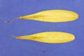 View a larger version of this image and Profile page for Fraxinus pennsylvanica Marsh.