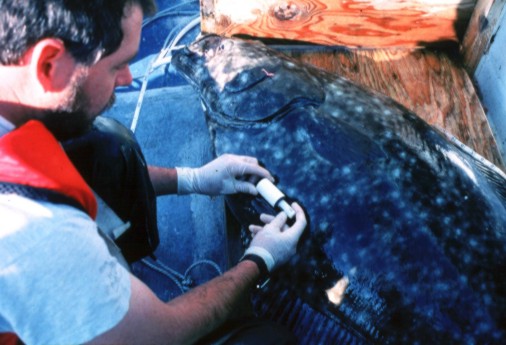 Philip Hooge surgically implanting a sonic tag in a halibut