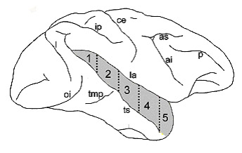 Image of a monkey&apos;s brain
