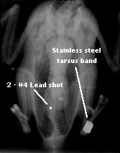 X-Ray of a female Spectacled Eider with lead shot in the gizzard