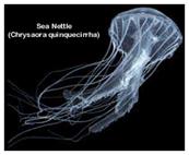 Sea Nettle (Chrysaora quinquecirra)