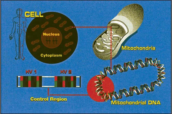 A depiction of Mitochondrial D N A