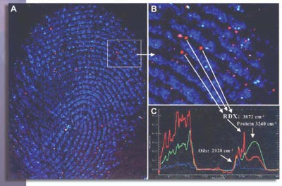 Figure 1A: Full latent fingerprint . Figure 1B: Expanded view of the box in A . Figure 1C: Spectra of the components
