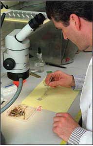 Photograph: after using low-power steromicroscopy to help remove hairs and fibers, the scientist places them on glass microscope slides for identification and comparison
