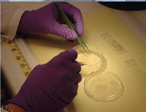 Photograph of the gloved hands of a laboratory scientist examing evidence in a petri dish