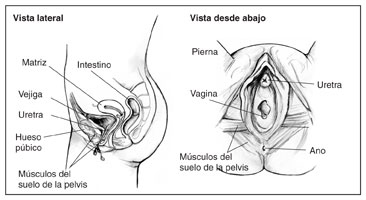 Dos ilustraciones anatómicas del tracto urinario femenino. La ilustración izquierda es una toma lateral etiquetando la matriz, los intestinos, la vejiga, la uretra, el hueso púbico y los músculos del suelo de la pelvis. La ilustración derecha es una toma del tracto urinario vista desde abajo etiquetando a la pierna, la uretra, la vagina, los músculos del suelo de la pelvis y el ano.