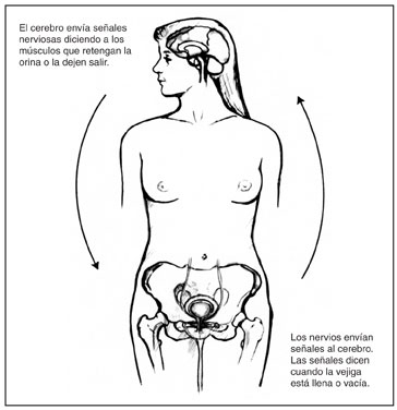 Diagrama de una figura femenina mostrando el hueso pélvico, la vejiga y el cerebro. Las flechas en la figura indican la dirección en la que las señales nerviosas viajan desde el cerebro hacia la vejiga y viceversa.