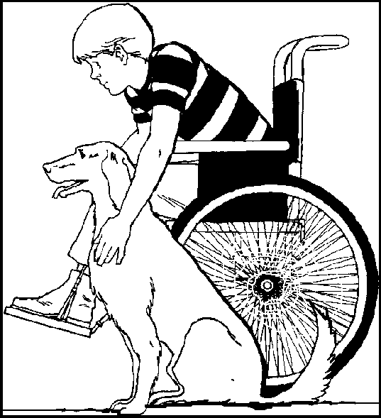 a service dog helping a boy in a wheelchair